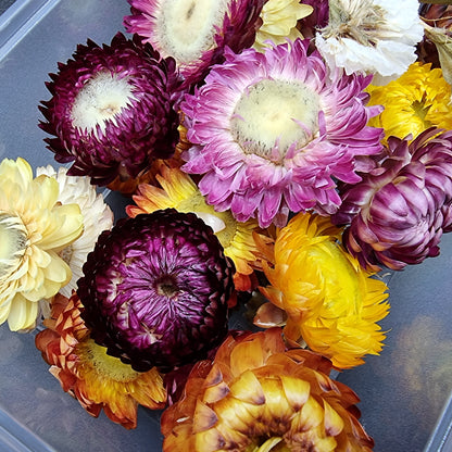 Dried Flowers - Mystic Art Glitters